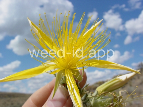 blazing-star